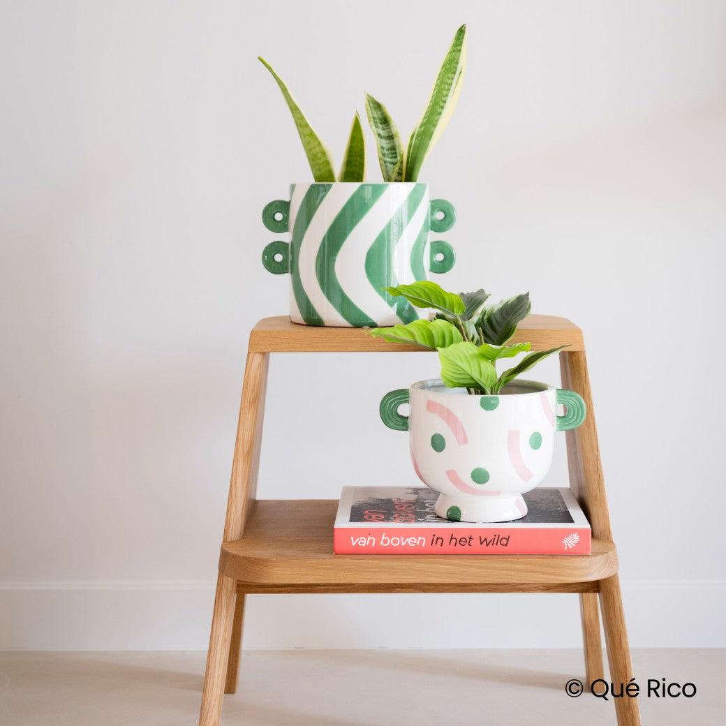 Que Rico Pot Plant: Felipe, Baila Bella-Breda's Gift Shop